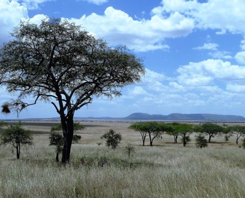 tanzanie